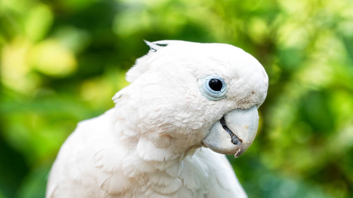 Rescue Cockatoo Wearing Tiny Sweater Experiences Sunshine for the First Time
