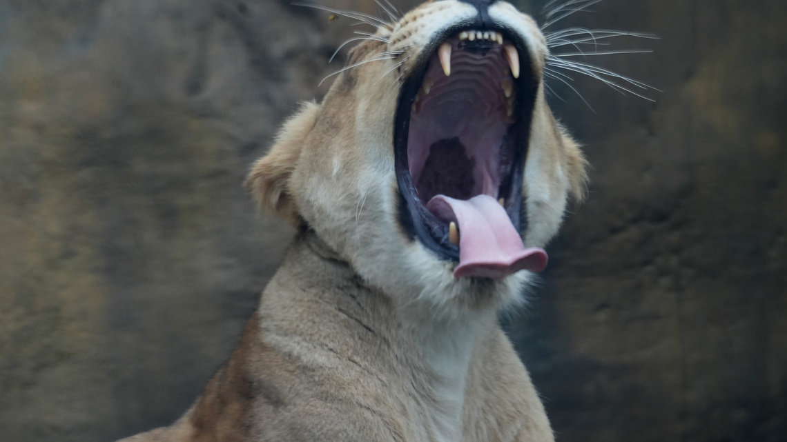 Erie Zoo eyes expansion, $15M vet center and growth