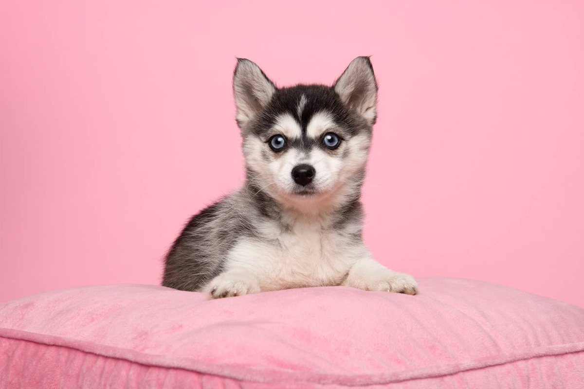  A Teacup Pomsky poses for a photo.
