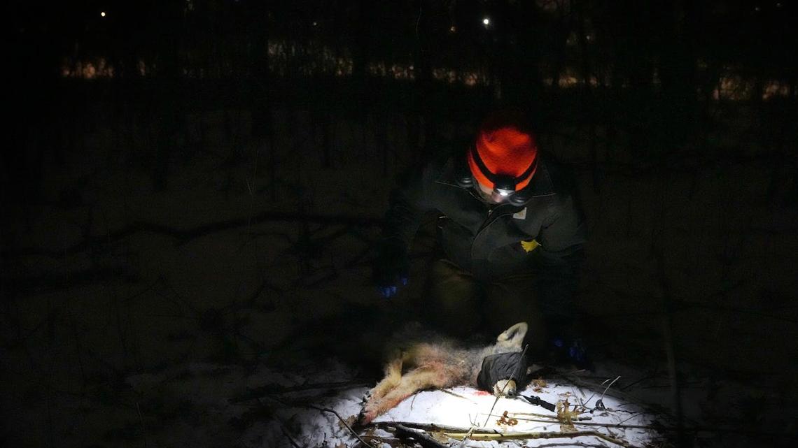 It's foxes versus coyotes in a backyard battle for survival 