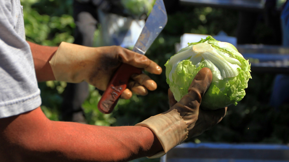 Iceberg lettuce is harvested at a farm near Yuma, Ariz., on March 6, 2012. A recent outbreak of cyclosporiasis has been linked to iceberg lettuce that Taylor Farms supplied to Taco Bell.
