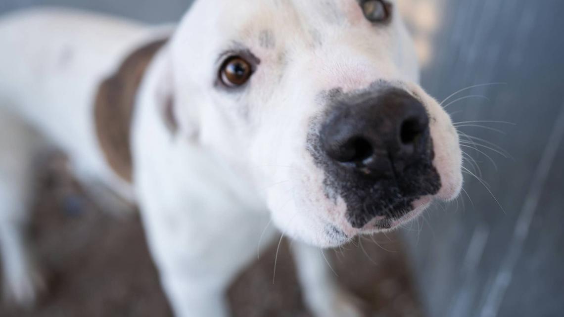 Pit Bull Goes Into ‘Dad Mode' for 4 Baby Chicks and It's the Sweetest Thing 