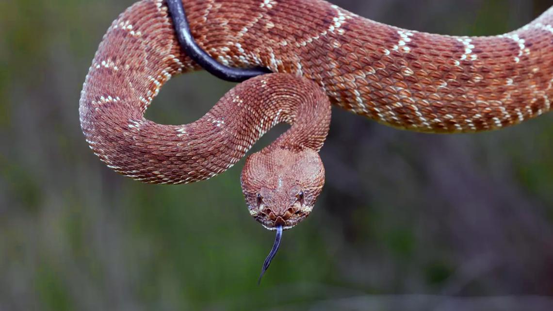 It's not your imagination. This is a weird rattlesnake season. Here's what's happening 