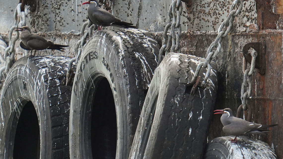 Desplazadas por El Niño, las aves marinas sudamericanas migran a Panamá 