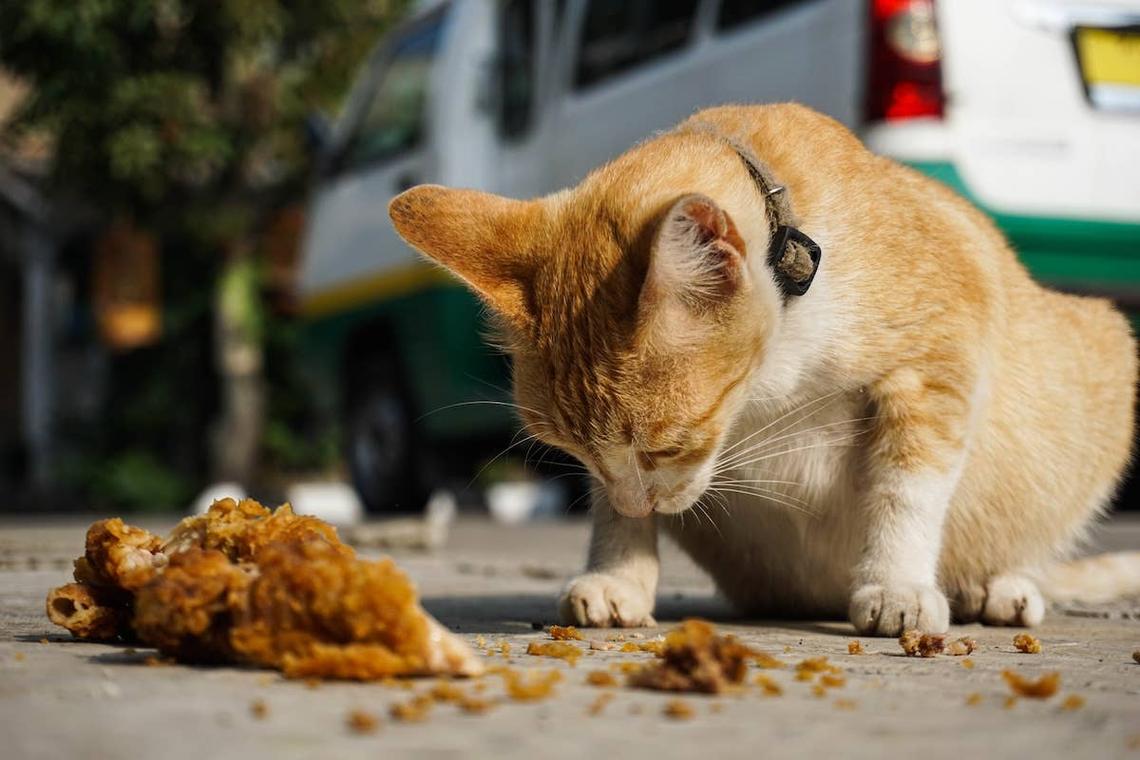  A cat eating some fried chicken. 