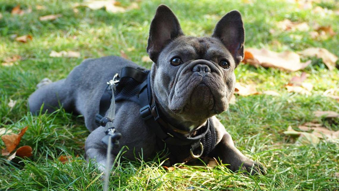 French Bulldog lying in the grass on a walk. 