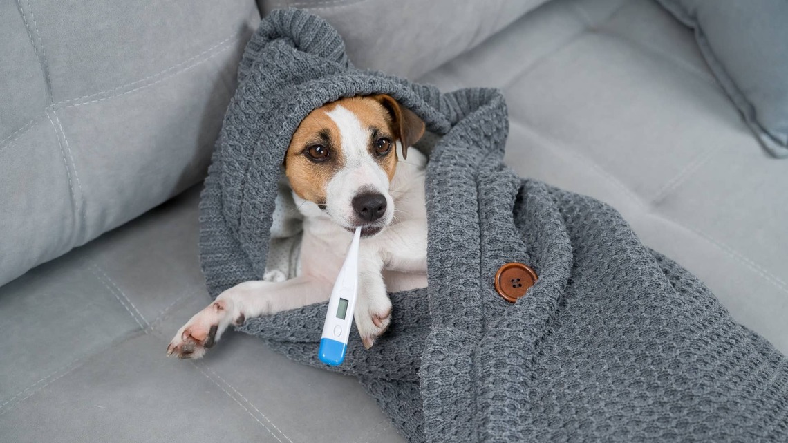 What Is Kennel Cough? Symptoms, Causes and Prevention Tips for Dogs 