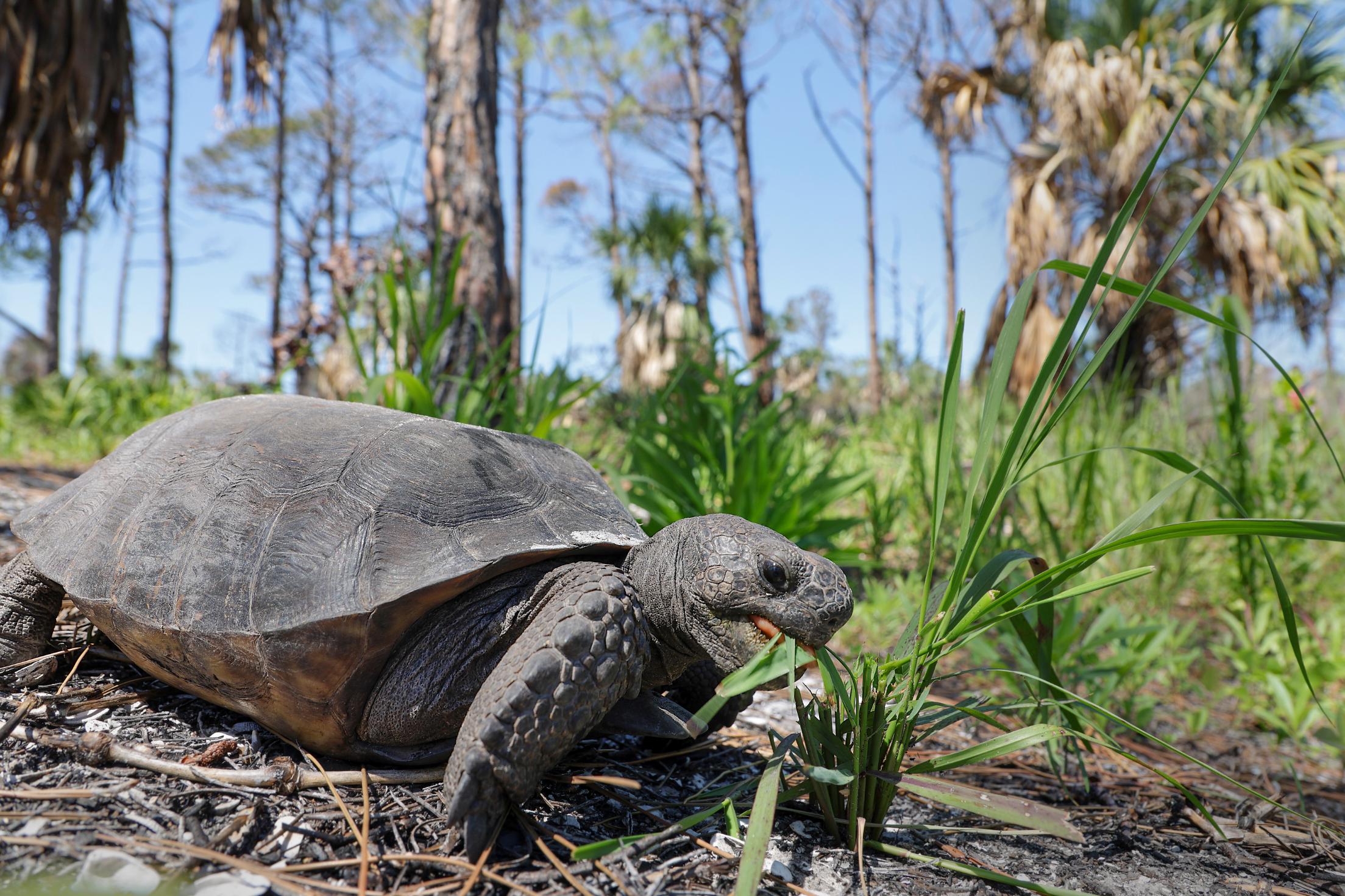 The official GA reptile nearly went extinct, but now it’s thriving. Here’s how