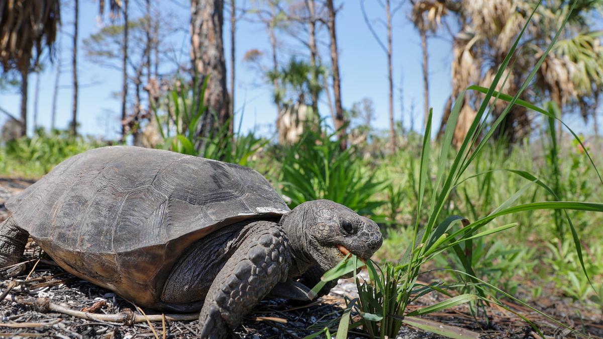 A gopher tortoise snacks on sprigs of grass.