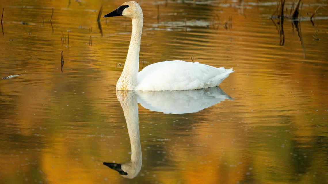 Brooklyn’s East River Gets a Majestic Visitor That Was Once on the Brink of Extinction