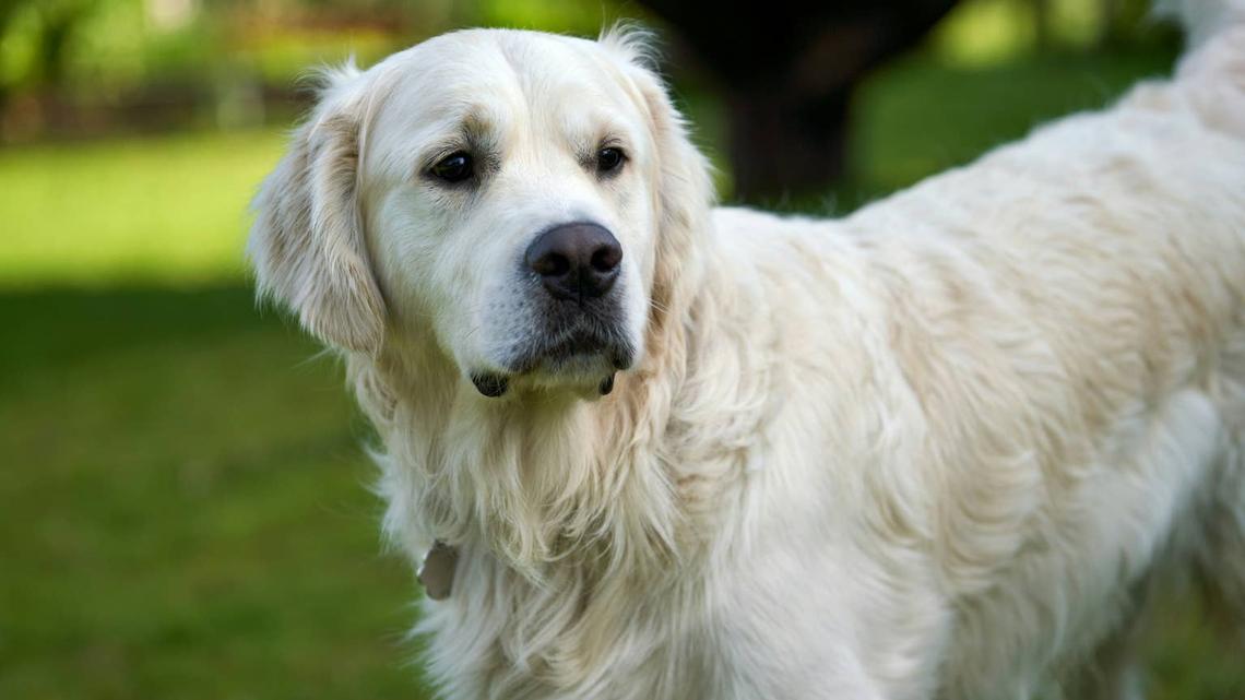 A white golden retriever is standing and paying attention.