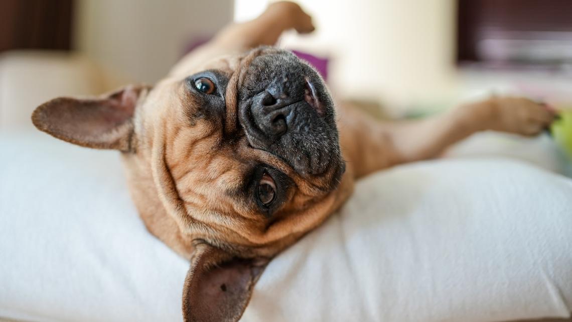 Frenchie Wakes Mom Up at 2 AM To Complain and Honestly Sounds Like a Demon 