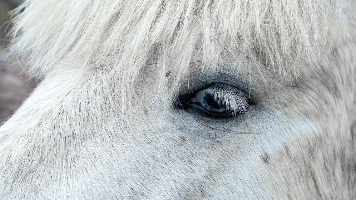 Miniature Horse Rolls Up to a Drive-Thru Like a Regular Customer and Leaves Everyone Smiling 