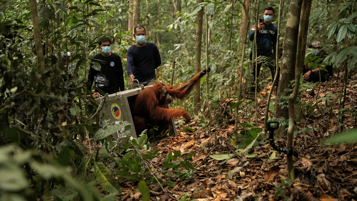 Indonesia moves 8 endangered orangutans to safety after Borneo fires 
