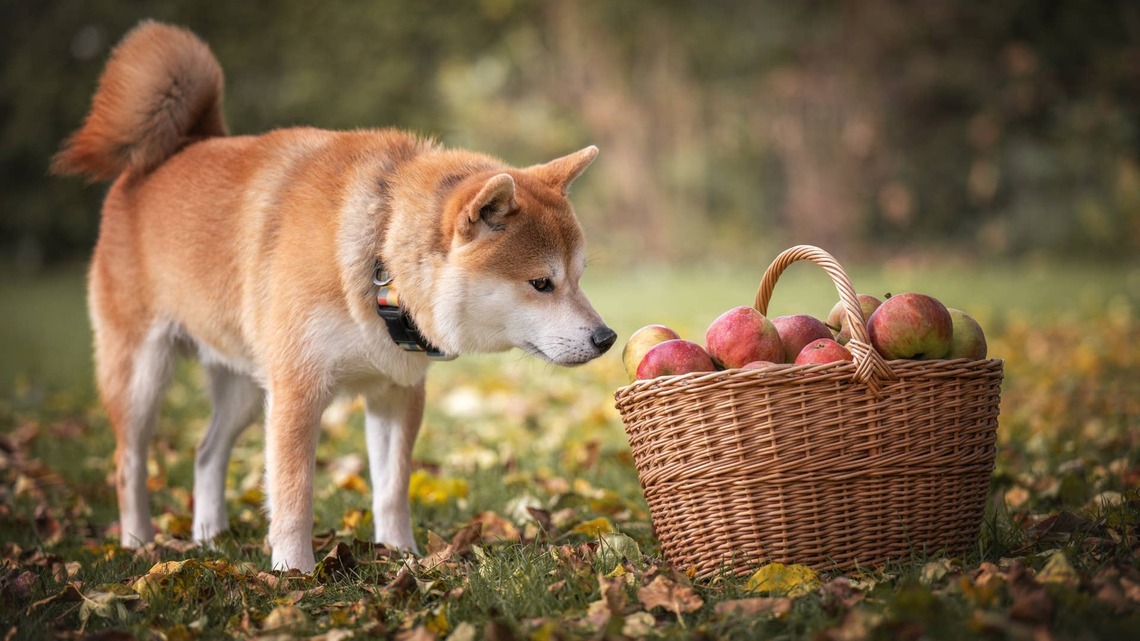 Dole's Apple Dog Biscuits Bring One of Fall's Best Flavors to Snack Time 