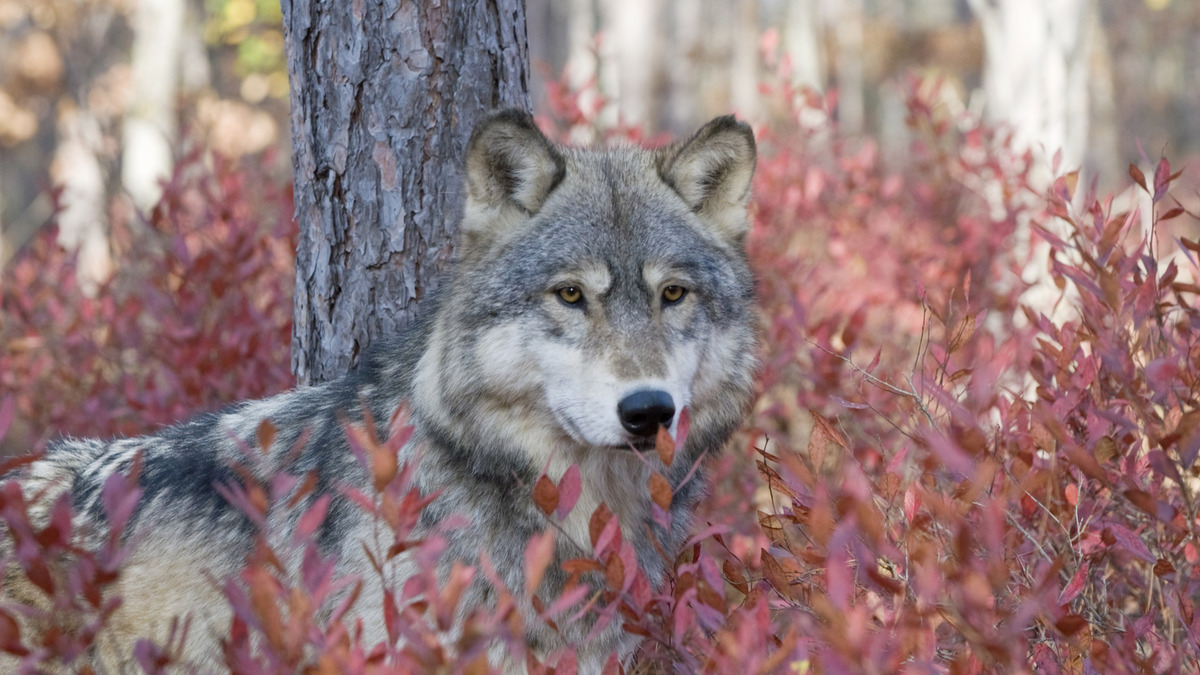 Wolves are Minnesota's most unlikely - and surprisingly effective - blueberry gardeners