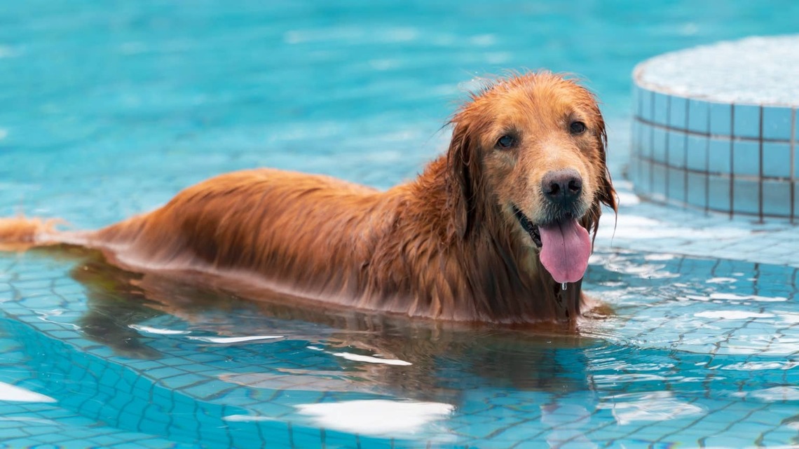 Golden Retriever Has Full-Blown Tantrum When Mom Says "Time to Get Out of the Pool" 