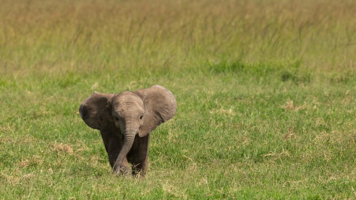 Baby Elephant Who Tragically Lost His Trunk Will Have You Sobbing 