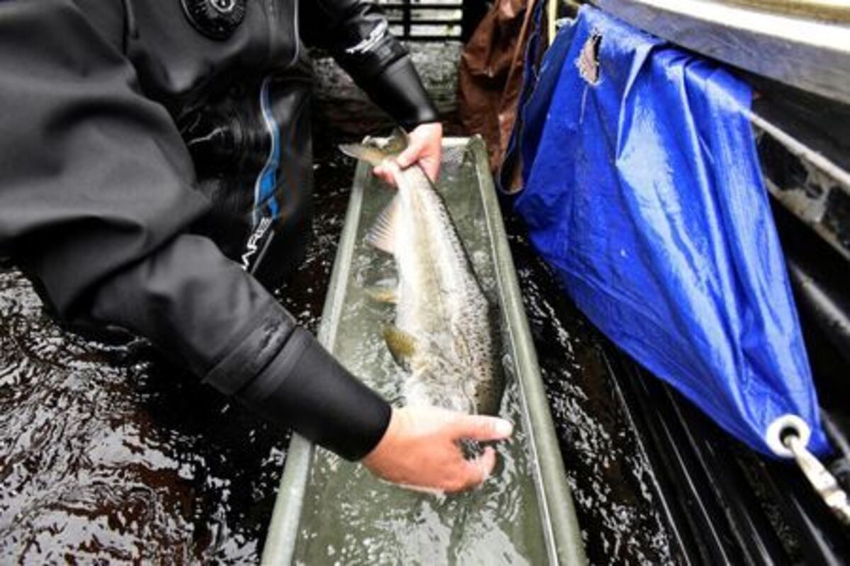 FILE PHOTO: Salmon caught in a device called a weir on the Trinity River is measured and recorded by a fisheries employee on the Hoopa Valley Reservation in Hoopa, California, U.S., October 14, 2021.  REUTERS/Stephanie Keith/File Photo