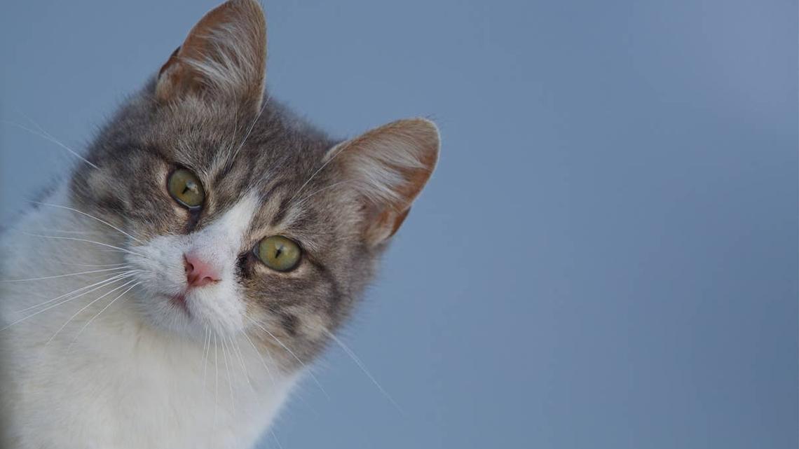 Rescue Kitten Waiting for Dad To Serve the Fresh Catch of the Day Is a Boat Life King 
