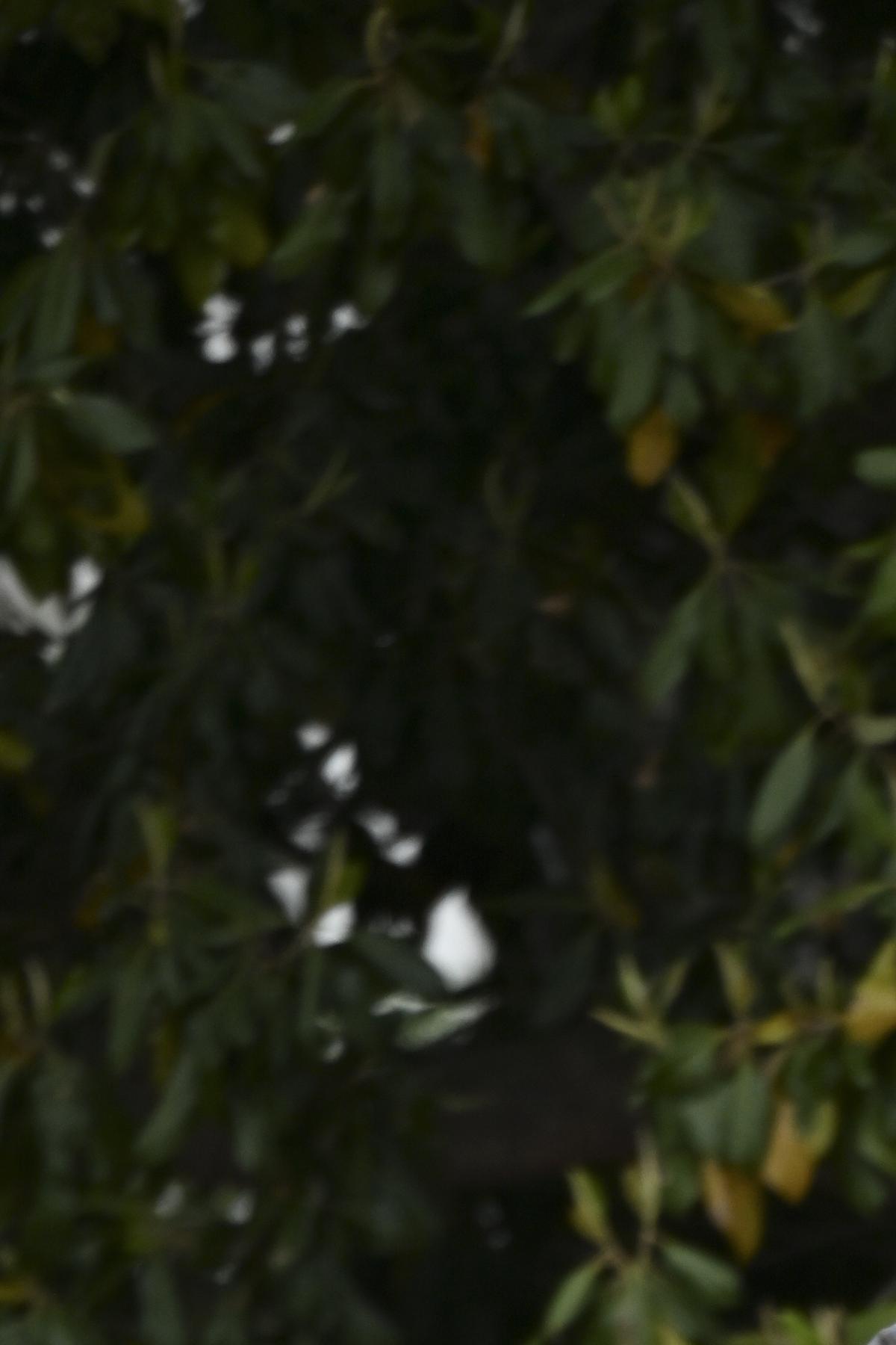 President Donald Trump, center, walks with King Charles III and Queen Camilla through the Rose Garden during an arrival ceremony at the White House in Washington, on Tuesday, April 28, 2026. (Kenny Holston/The New York Times)