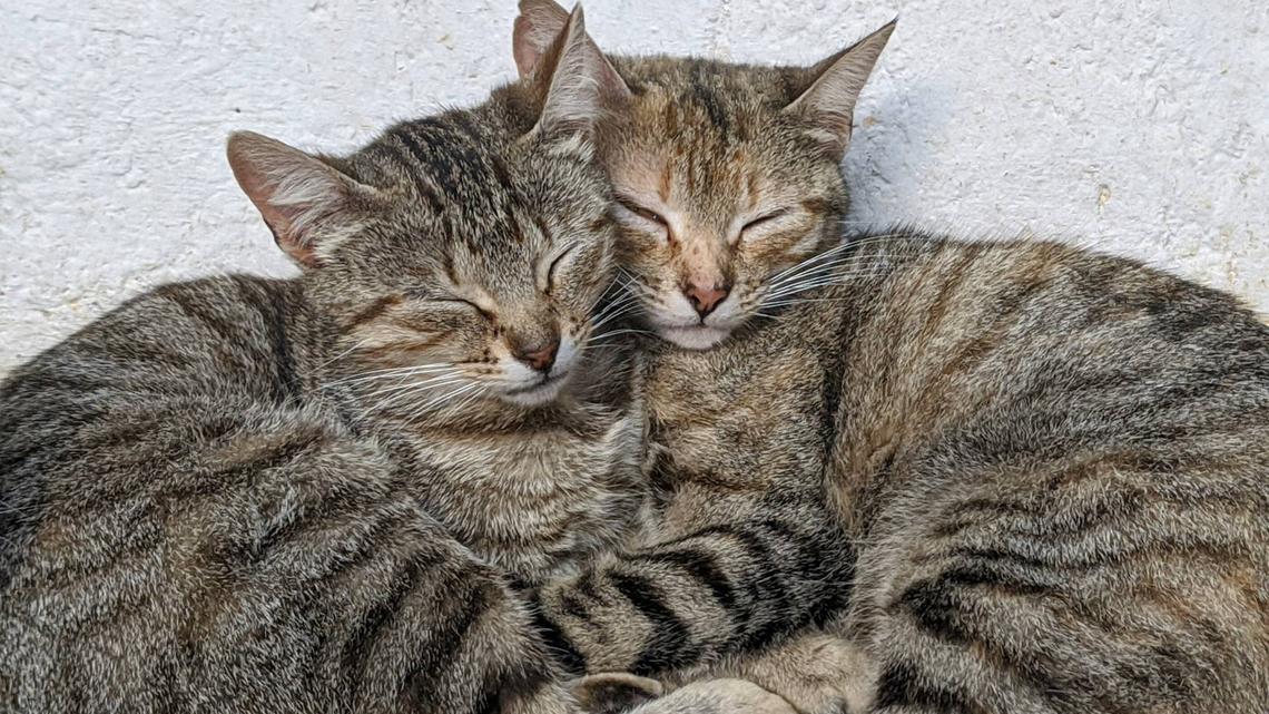 Foster Cat Who 'Helped Heal' Disabled Kitten Sibling Says Bittersweet Goodbye Before Moving to Forever Home 