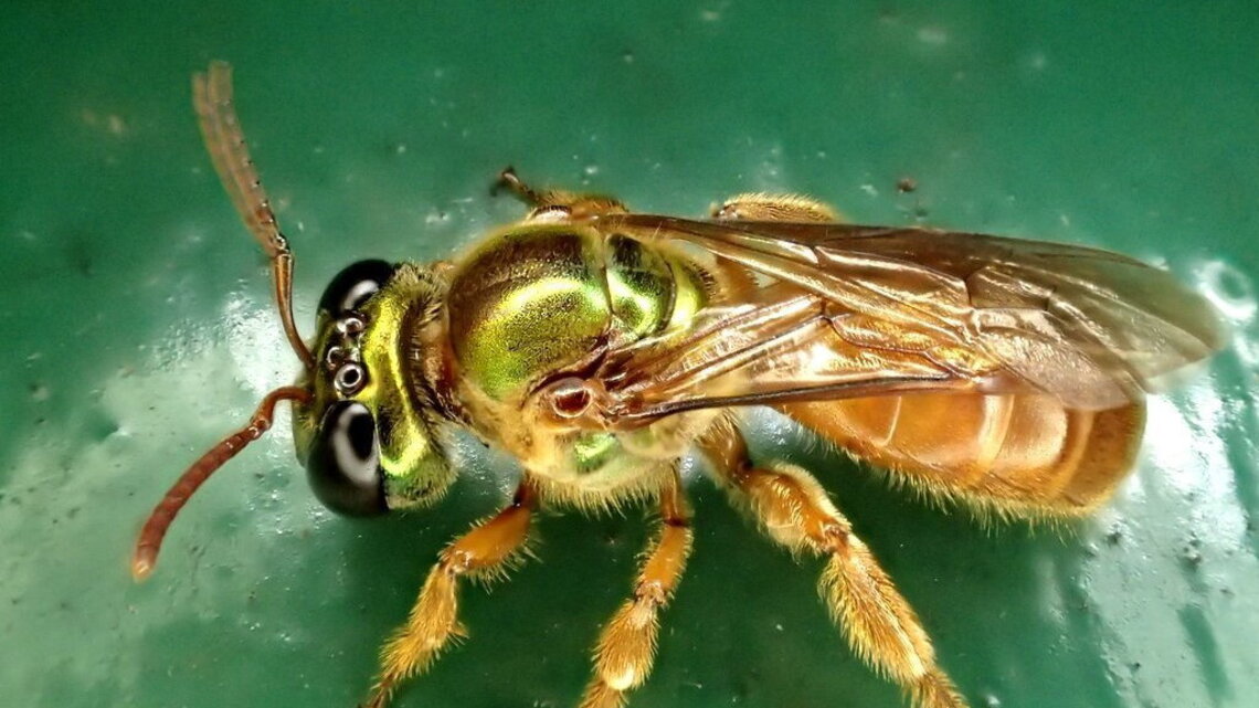 Queen bees use chemical signals to keep their daughters home
