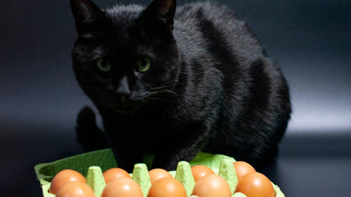 Hilarious Video of a Black Cat Given an Egg Didn't Go as Planned 
