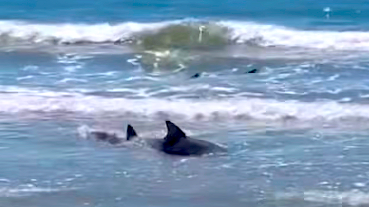 Three Sharks Go Feral in Feeding Frenzy Just Feet From South Carolina Beachgoers (Video)