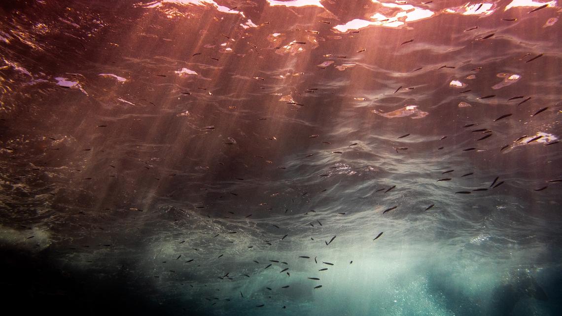 Commentary: Join the fight to protect the ocean 