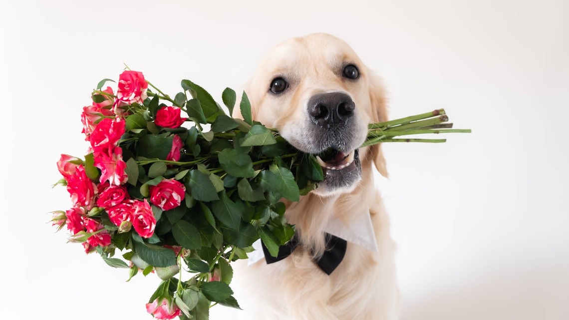 Golden Retriever Makes Grand Entrance at a Wedding and Steals the Show From the Bride 