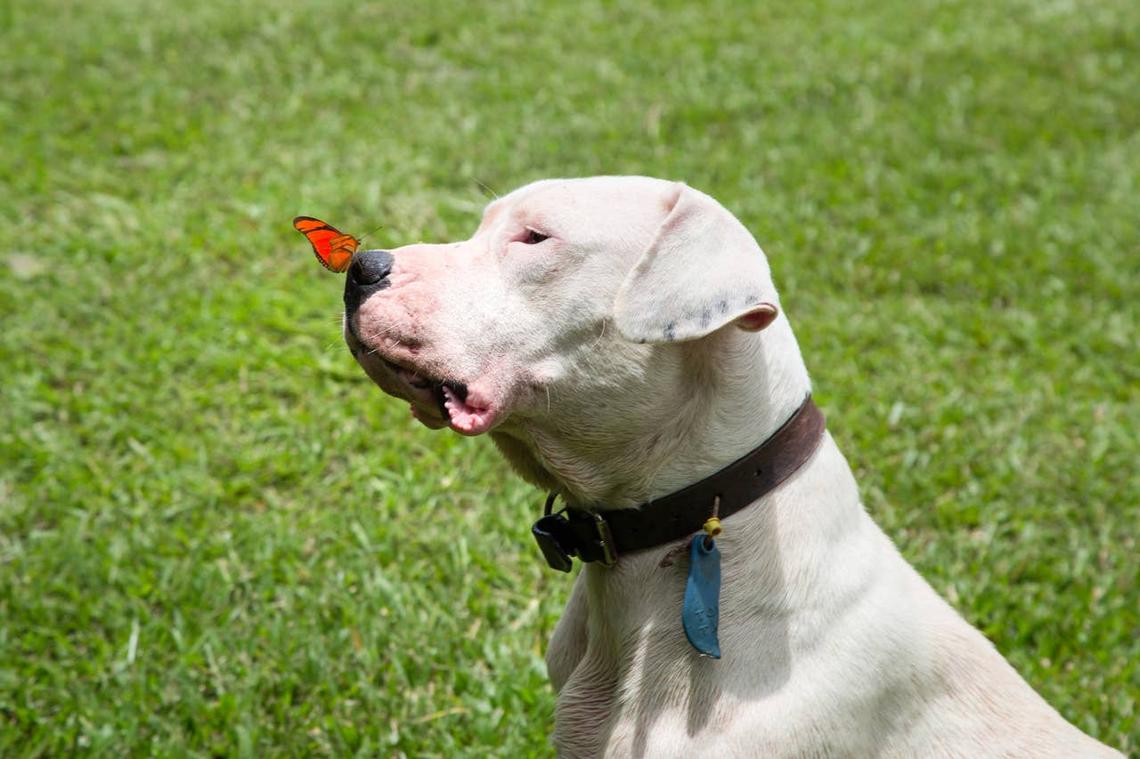  A Dogo Argentino with a butterfly on their nose. 