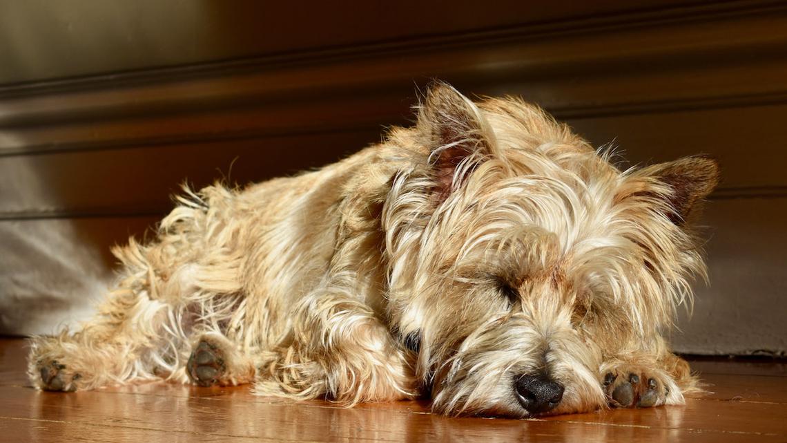 10-Year-Old Rescue Dog Realizing She's Back at the Shelter is Breaking Hearts 