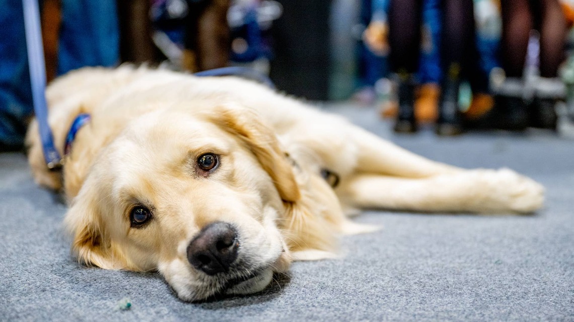 Golden Retriever Who Lost Her 'Spunk' Finds It Again in a Tiny Duckling 