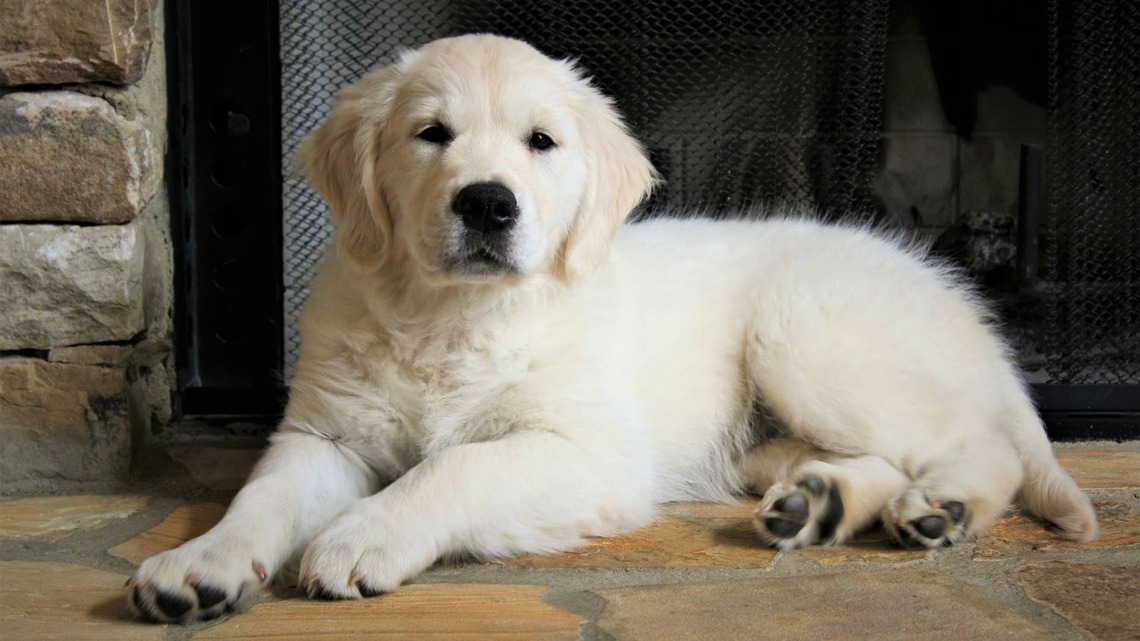 This Lazy Golden Retriever Puppy Has No Interest in Getting His Day Started-and We Totally Get It 