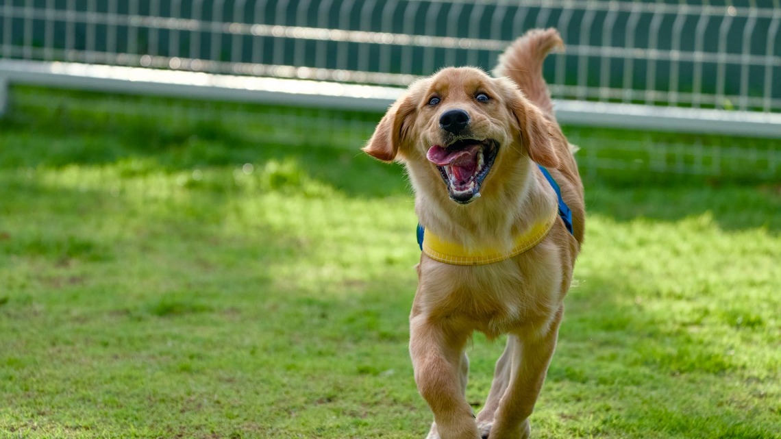 Golden Retriever's Zoomies Go Very 'Wrong' in Hilarious Clip