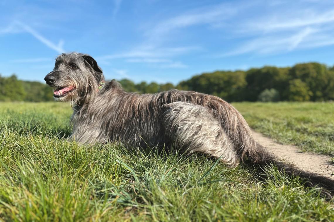  A Scottish Deerhound reclining in the grass. 
