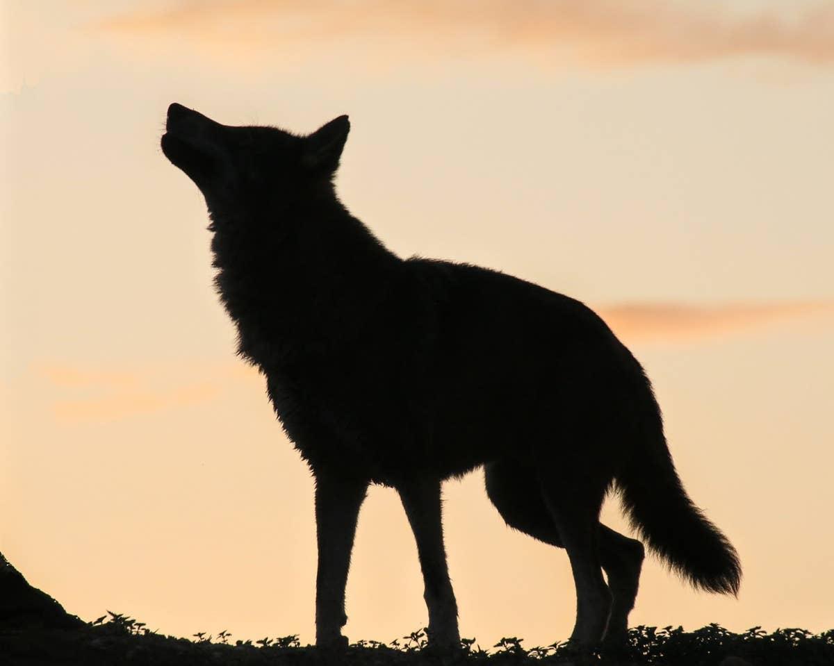  Wolves are spirit animals for several specific birth dates.