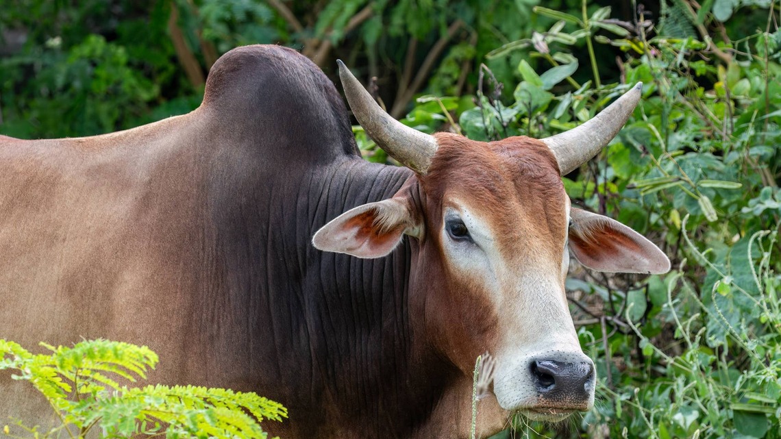 A Cow Got Scolded for Leaning on an Electric Fence and His Reaction Was a Full-Blown Tantrum 