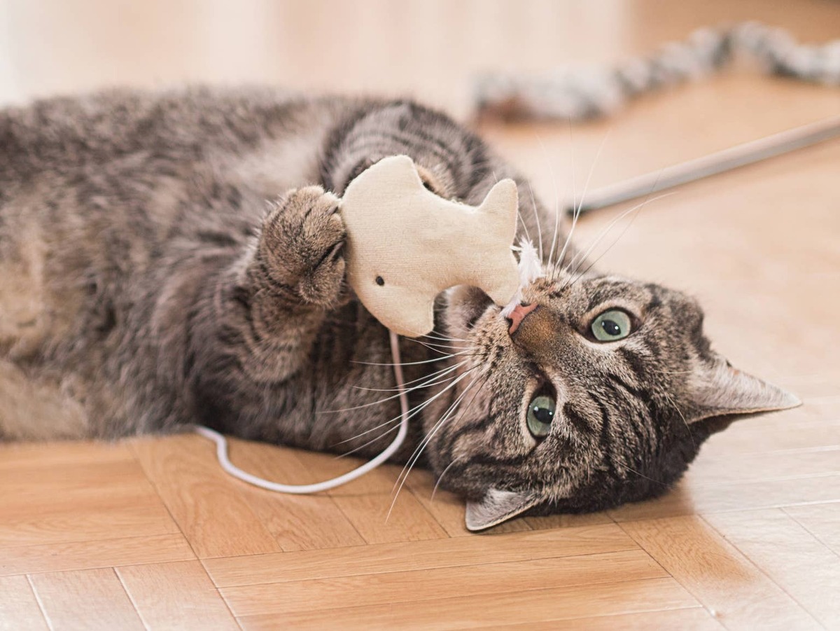  A Tabby cat plays with a toy.