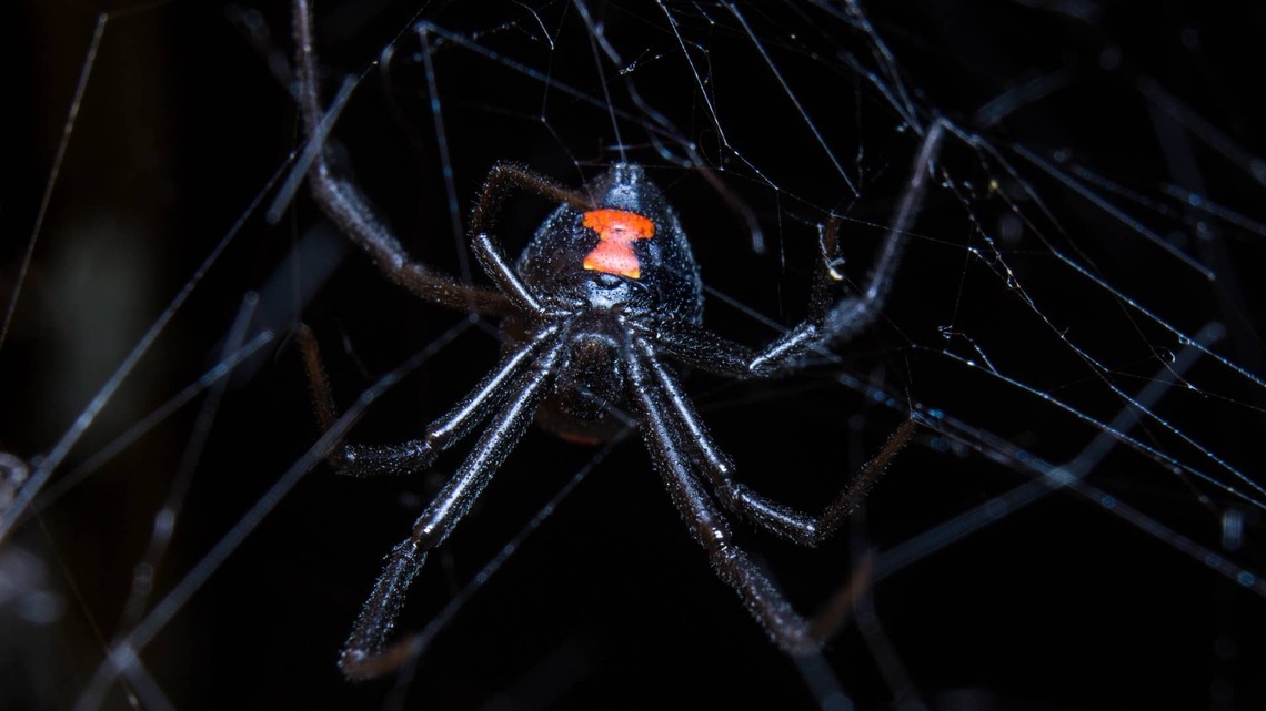 Woman Turns Her Black Widow's Enclosure Into a Tiny Gothic Masterpiece 