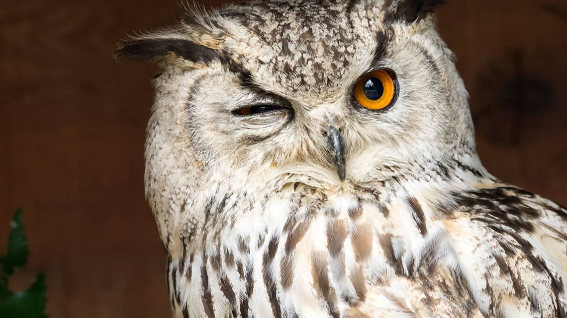 Want To Attract Owls? This Backyard Change Can Help