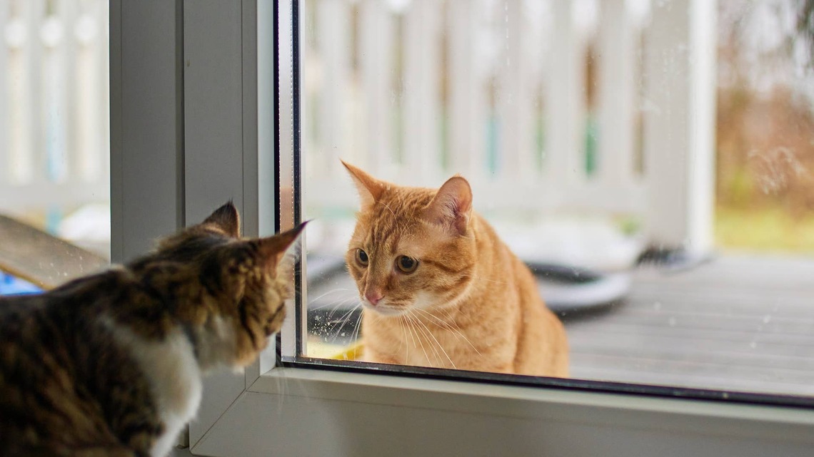 How to Keep Outdoor Cats Safe and Cool in Extreme Summer Heat 
