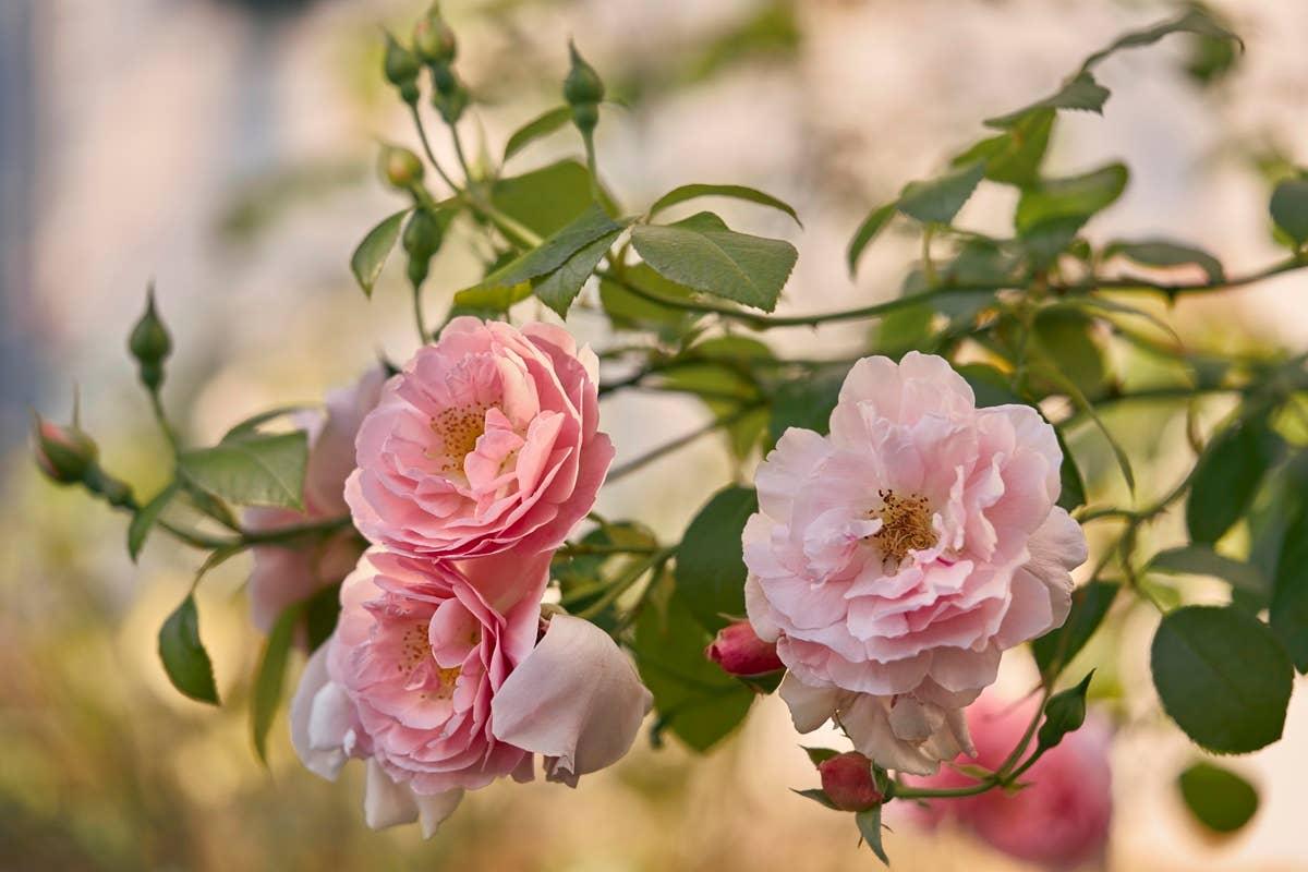  Hummingbirds aren't attrcted to roses.