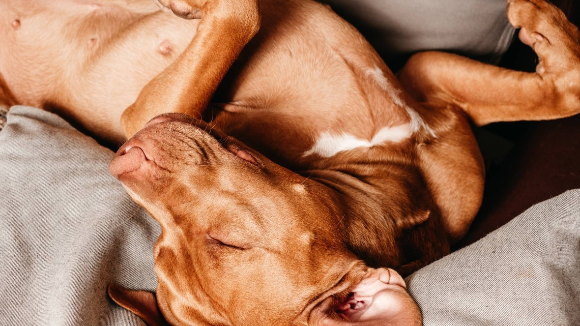 Neighbor's Dog Sneaks Through Doggy Door for a Nap and Lets It All Hang Out 