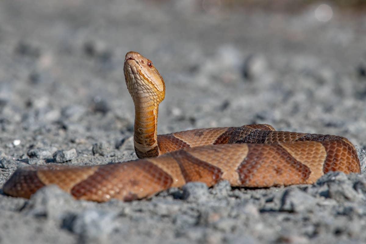  Snakes like to sunbathe on warm rocks in Georgia wilderness.