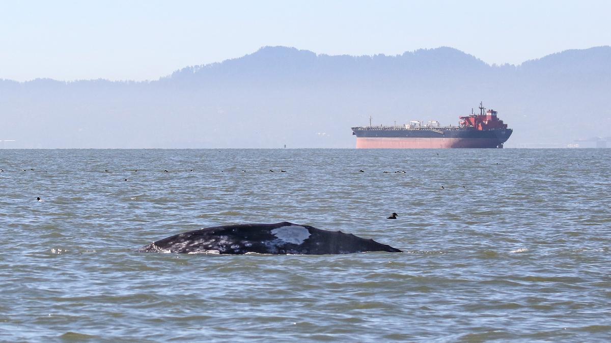 Once a rarity, gray whales, like this one photographed in March 2023, have been increasingly veering from their normal migration routes in the Pacific Ocean and swimming into San Francisco Bay, where oil tankers and other large ships can pose a risk of collision. Photo taken under NOAA permit #26532. (Jess Imperial/The Marine Mammal Center/TNS)