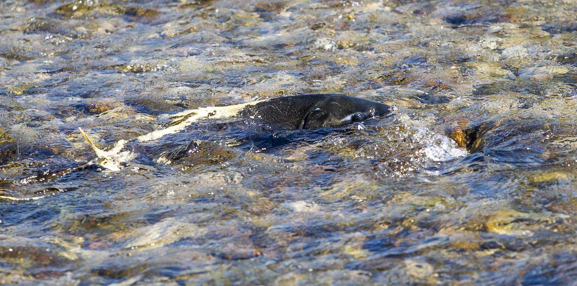 A chinook salmon makes a nest in the South Fork of the Salmon River near Warm Lake. The fish will lay its eggs and die, completing its life cycle. 