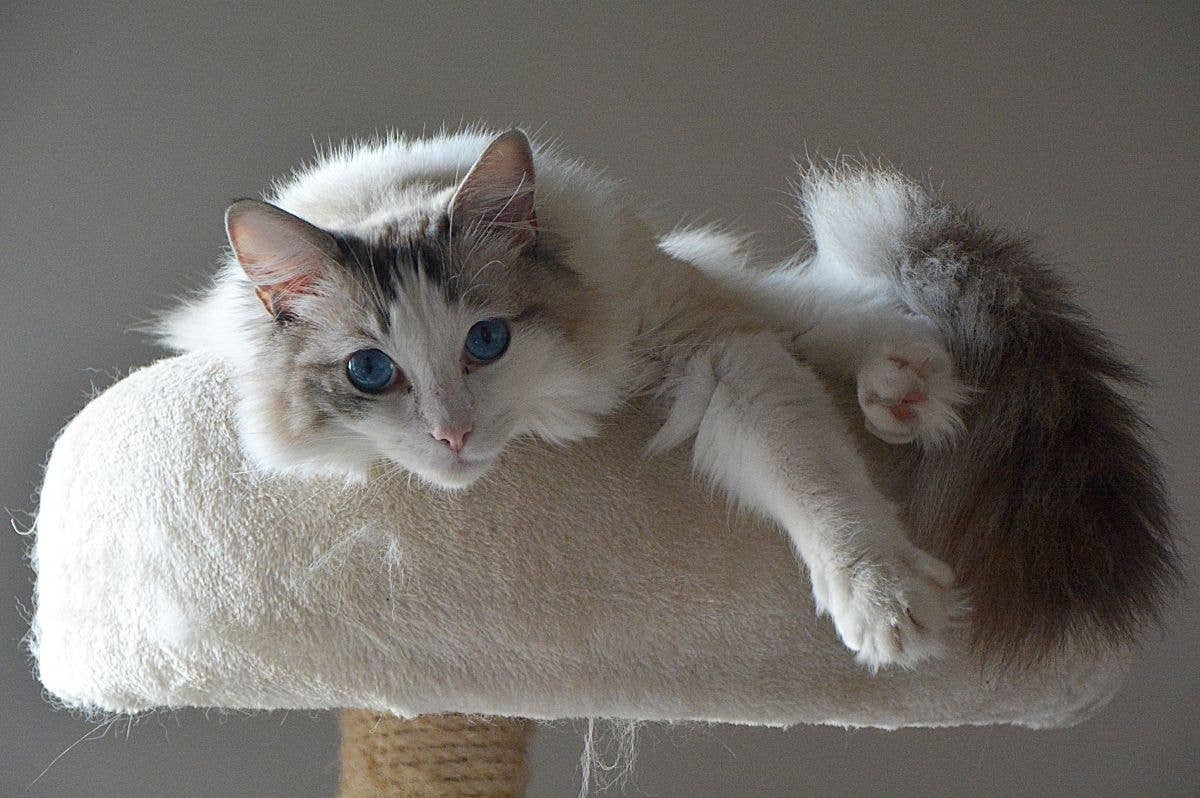  A Ragdoll with a coat that needs lots of upkeep.
