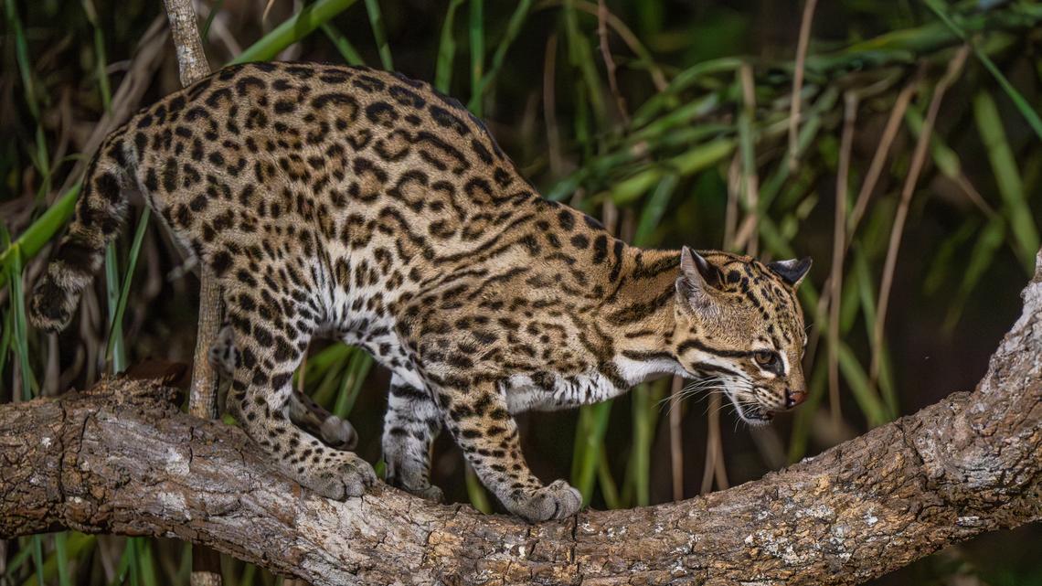 Pennsylvania Zoo's Adorable Baby Ocelot Is Melting Hearts 